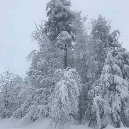 Z Kotem Apartament *