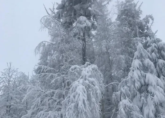 Z Kotem Apartament *